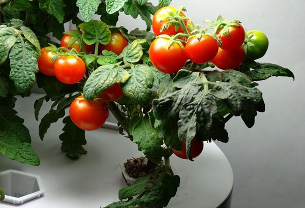 Dwarf tomato variety