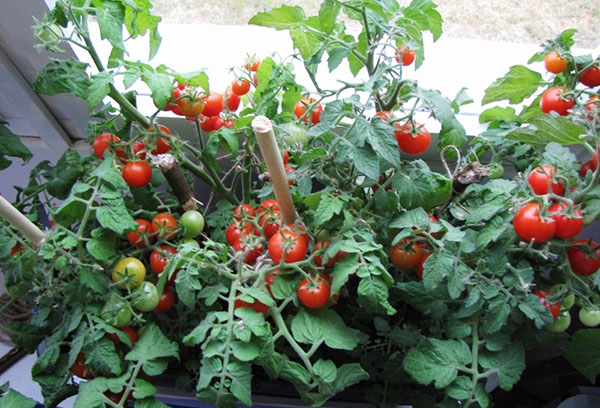 Отглеждане на домати на перваза