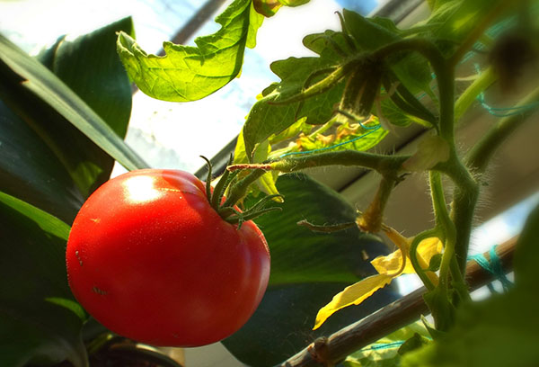 Ripening tomato on the windowsill