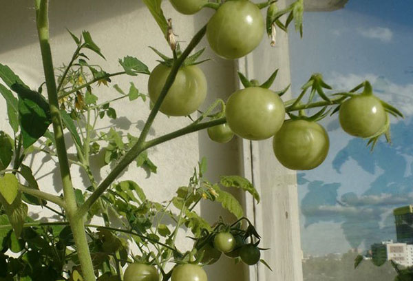 Buồng trứng cà chua trên bệ cửa sổ