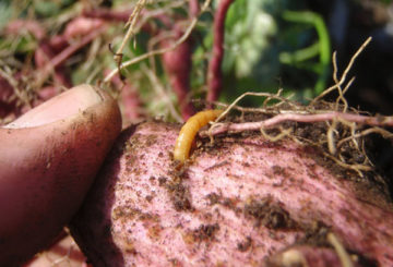 Draadworm op aardappelen