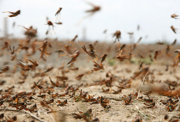 Locust plague