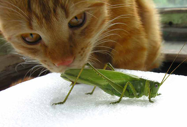 Cat and locust