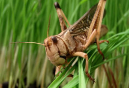 Locusts jesť plodiny