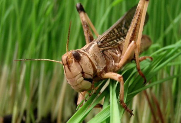 Locusts eat crops