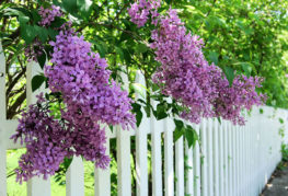 Lilac along the fence