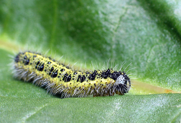 Caterpillar of Cabbage White
