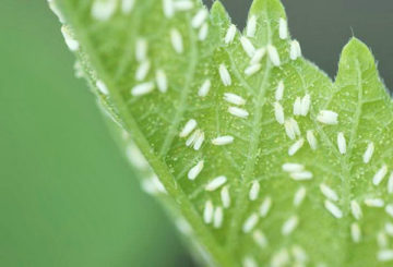 Moscas blancas en una hoja