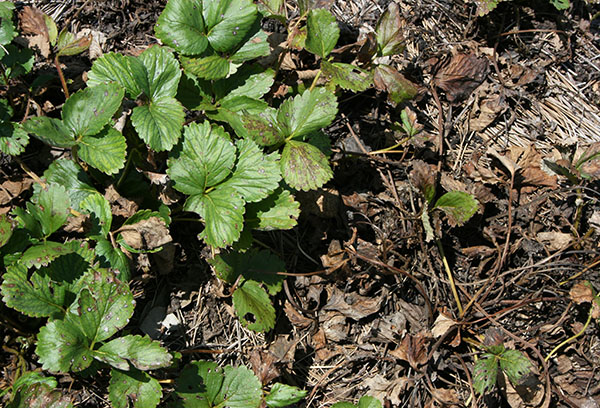 Strawberries damaged by a nematode
