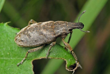 Gorgojo de la remolacha