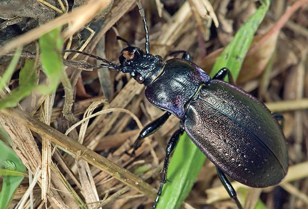 Garden ground beetle