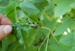 Aphids and ants on currants