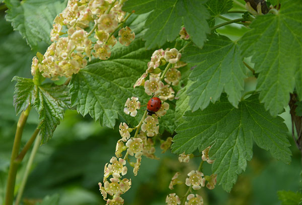 Ladybug on flowering currant