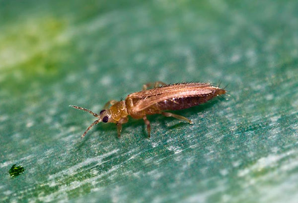 Tobacco thrips