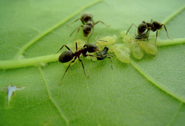 Ants and green aphids