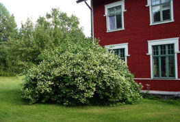 Arbustul de iasomie lângă casă