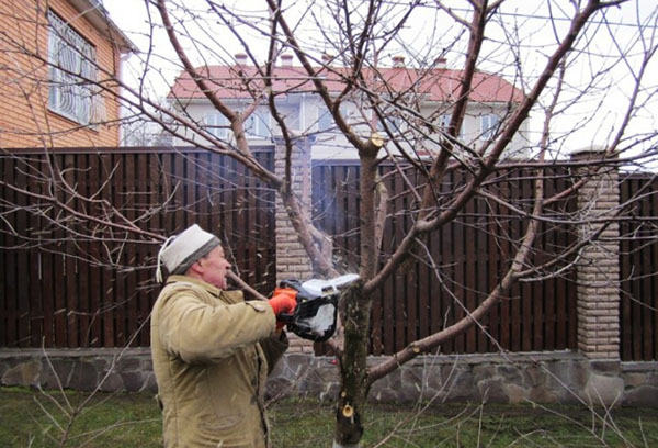 Anti-aging tree pruning