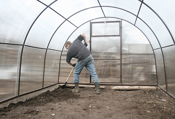 Digging land in a greenhouse