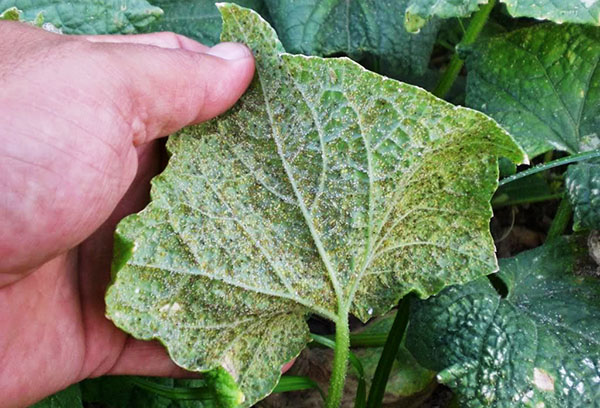 Whitefly infested cucumber