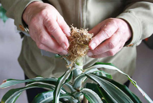 Dracaena care after pruning