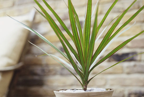 Rooted dracaena tip