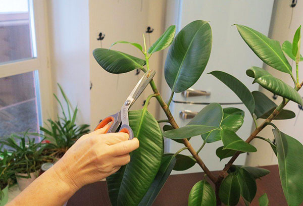 Pruning rubbery ficus