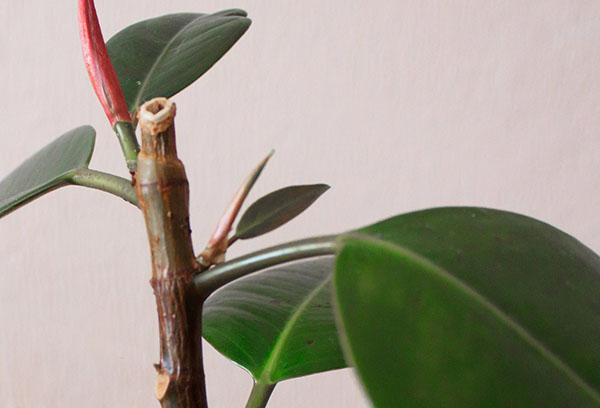 Escaping rubber plant after pruning