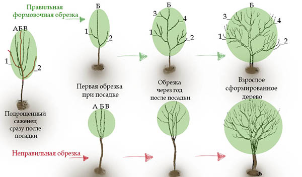Scheme of forming pear pruning
