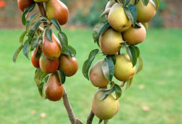 Columnar pear with fruits