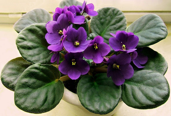 Blommande violett