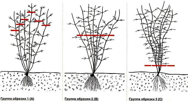 Types of clematis pruning
