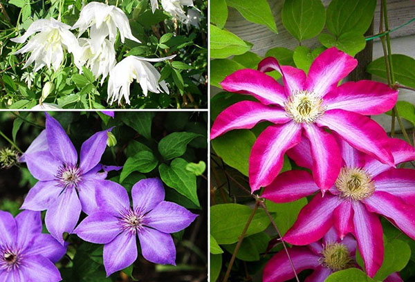 Types of clematis