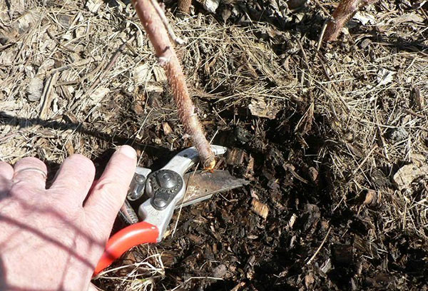 Gooseberry pruning with pruning shears