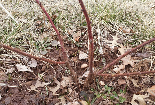 Young gooseberry bush after pruning