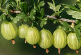 Gooseberries on a branch