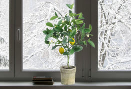 Lemon on the windowsill in winter