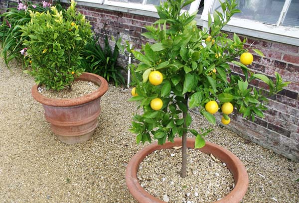 Lemons in large pots