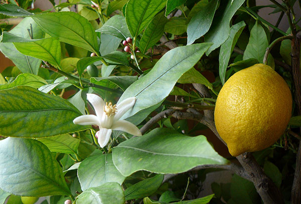 Hoa và quả trên cây chanh