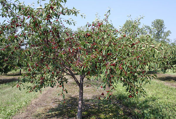 Körsbär i trädgården