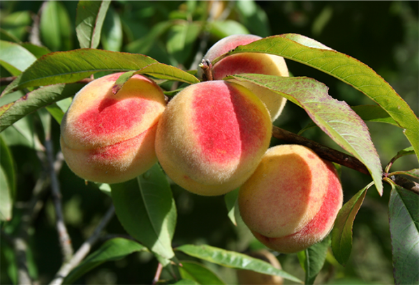 Peach fruit on a branch