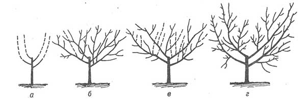 Formation of a cupped crown