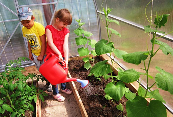 Children watering cucumbers in a greenhouse