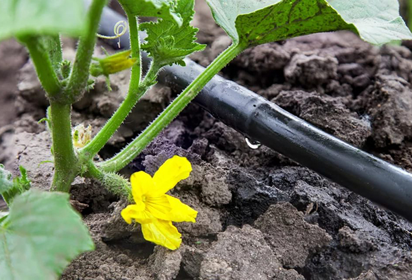 Drip irrigation of cucumbers