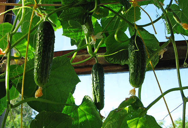 Greenhouse cucumbers