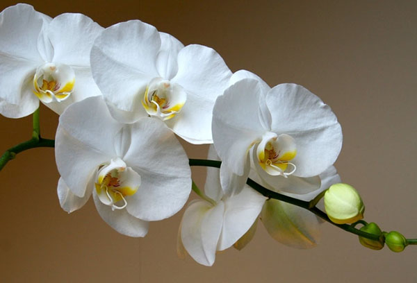 Kvitnúca orchidea