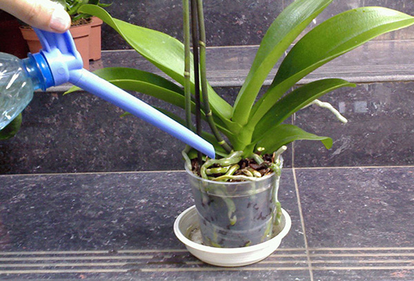Vattna Phalaenopsis orkidéer