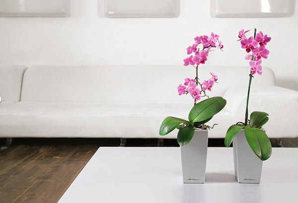 Blommande orkidéer i interiören