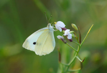 Mariposa blanca nabo