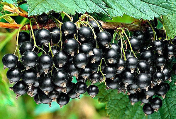 Fruiting black currant