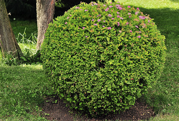 Spirea bush in the shape of a ball